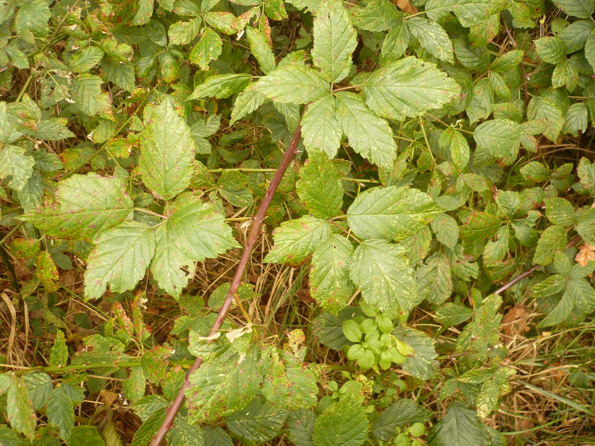 Rubus x uncinellus (Rosaceae)